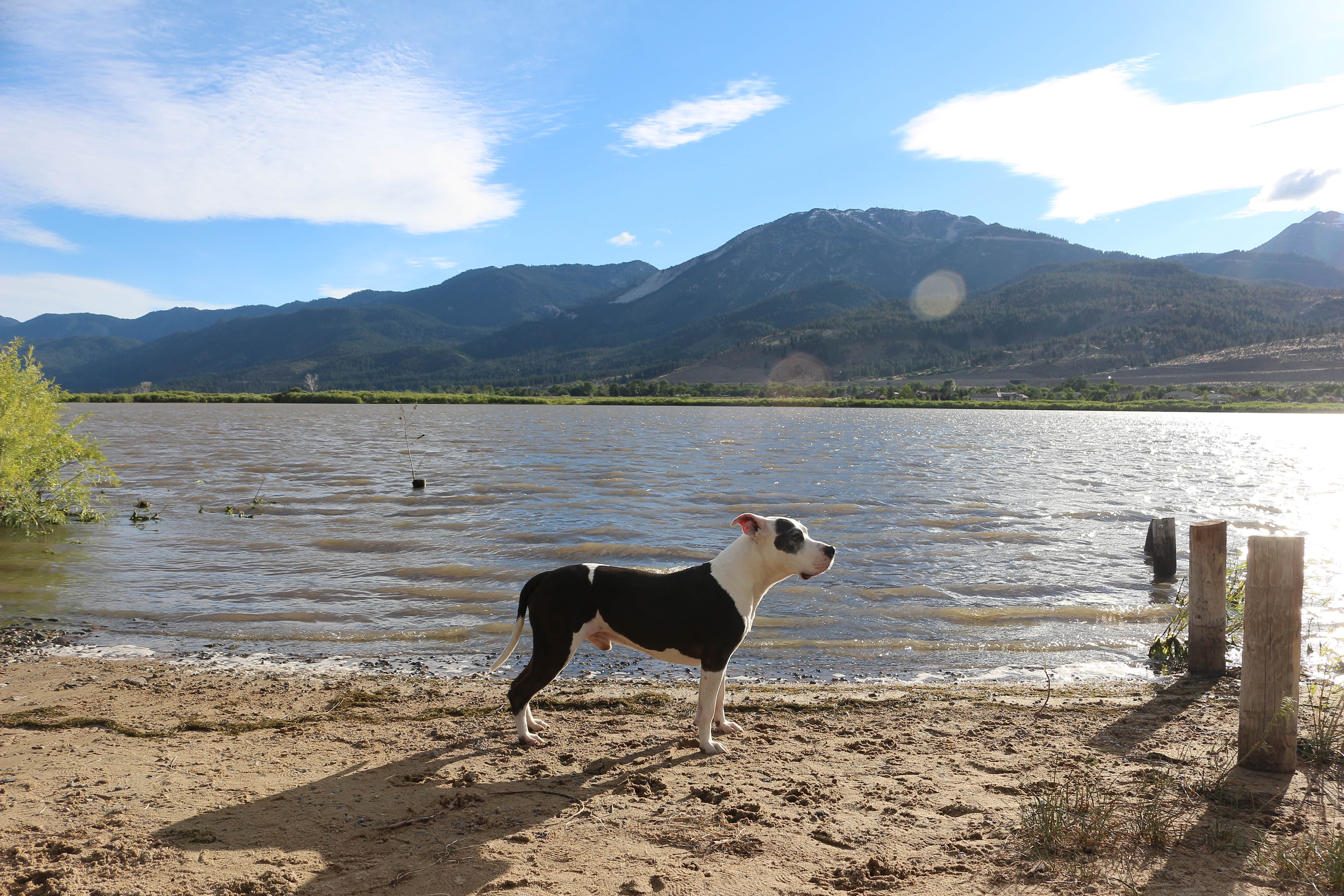 amanda E.'s photo of camping with pets at Washoe Lake State Park Campground near Sparks, NV
