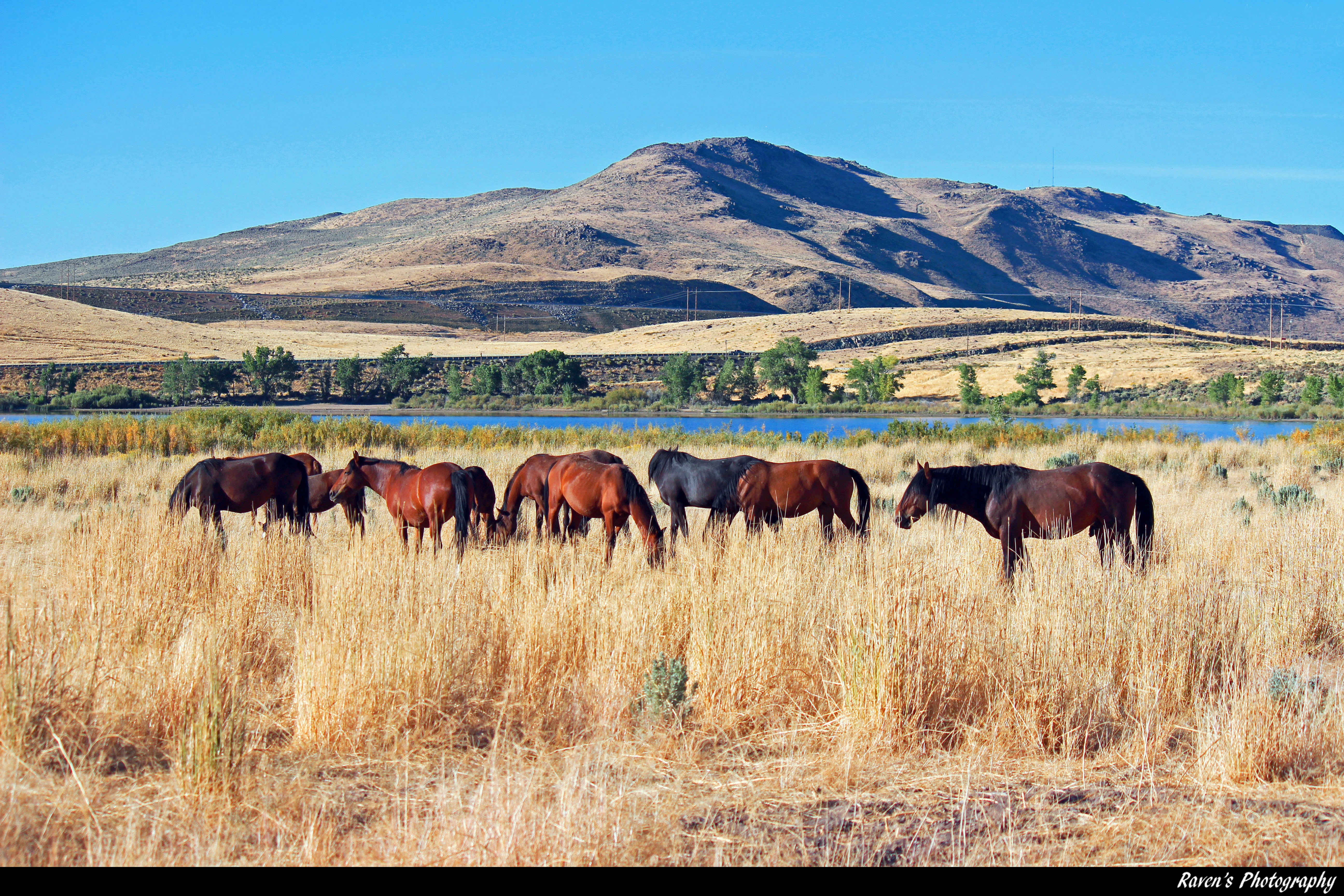 Horses At Little Washoe Lake During Dry Spell