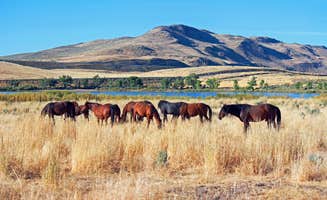 amanda E.'s photo of camping with a horse at Washoe Lake State Park Campground near Yerington, NV