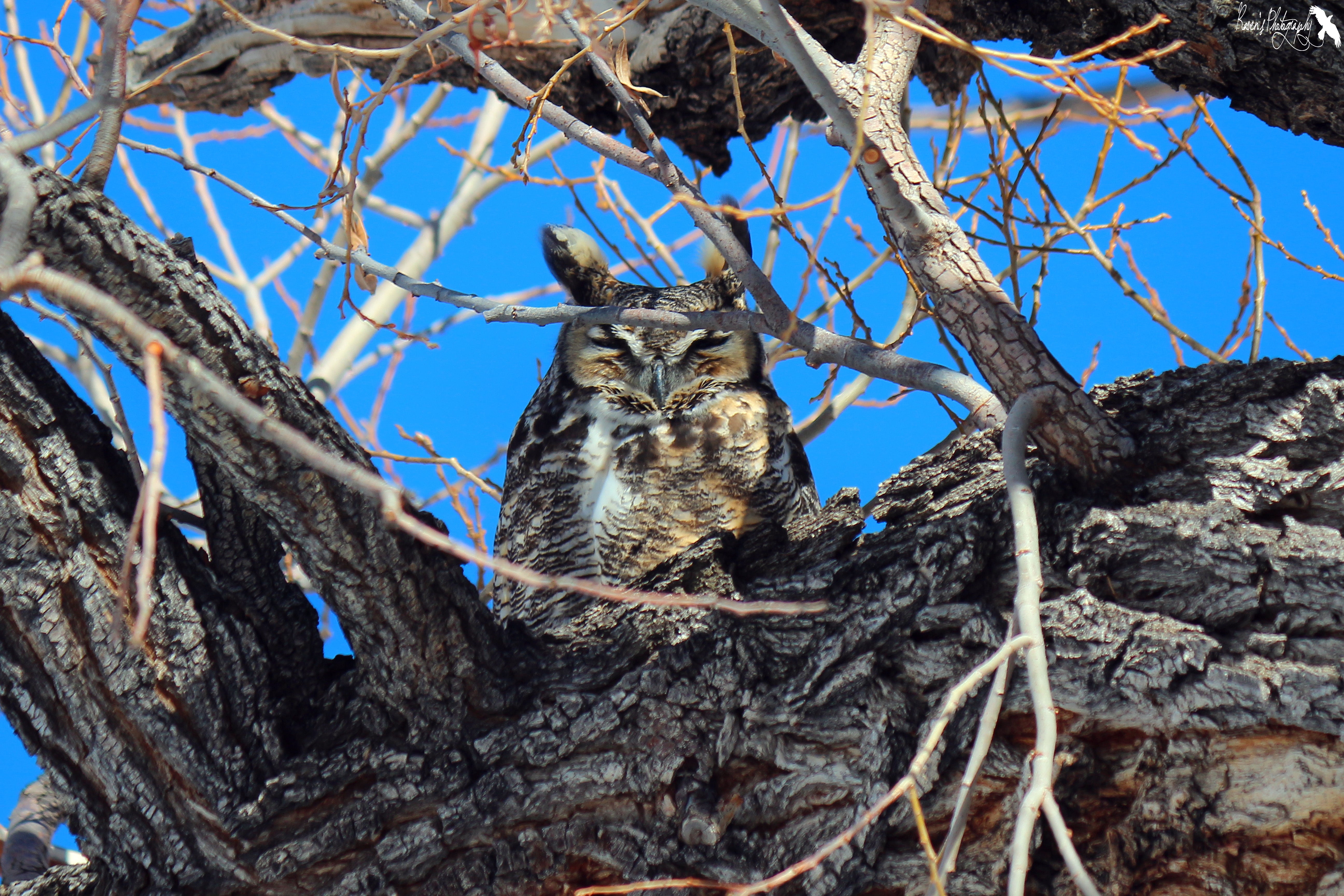 Owl At Big Washoe Lake In The Winter
