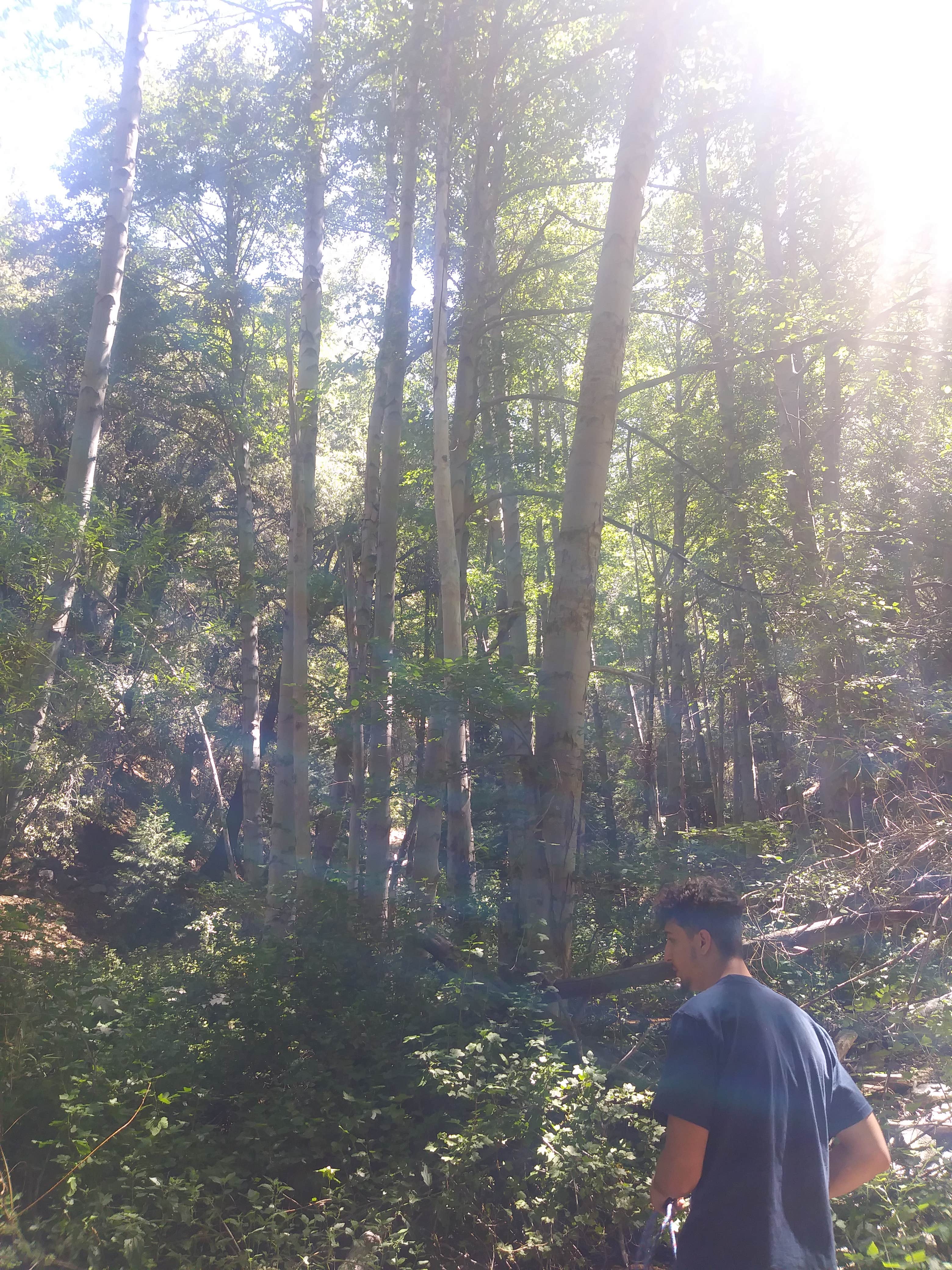 Camper-submitted photo at Barton Flats Family Campground near Calimesa, CA