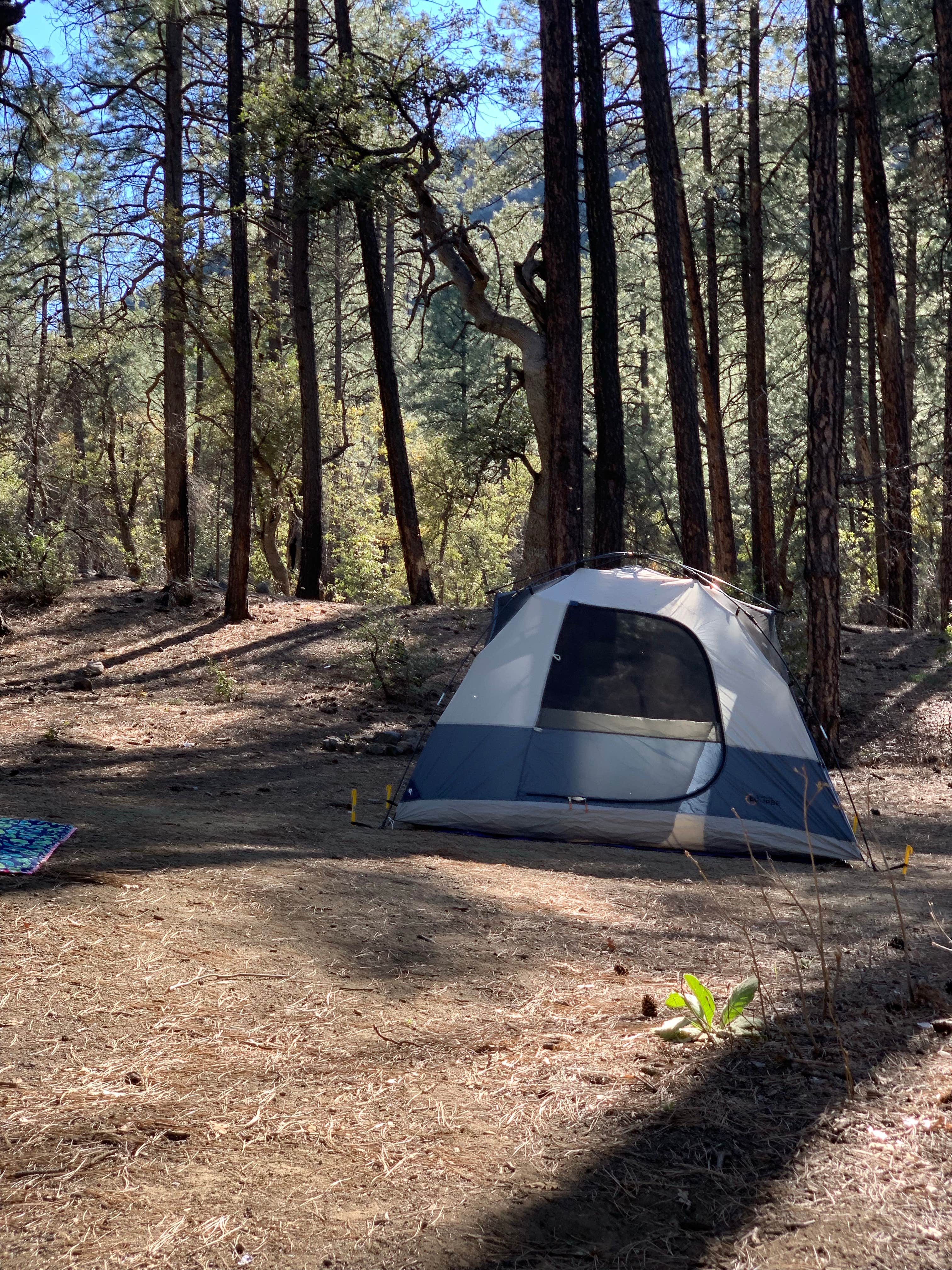 Emily K.'s photo of tent camping at Creekside Campground near Queen Valley, AZ