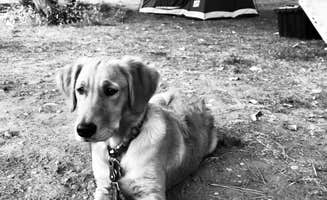 Lisa B.'s photo of camping with pets at Wagonhammer RV Park & Campground near Bitterroot National Forest