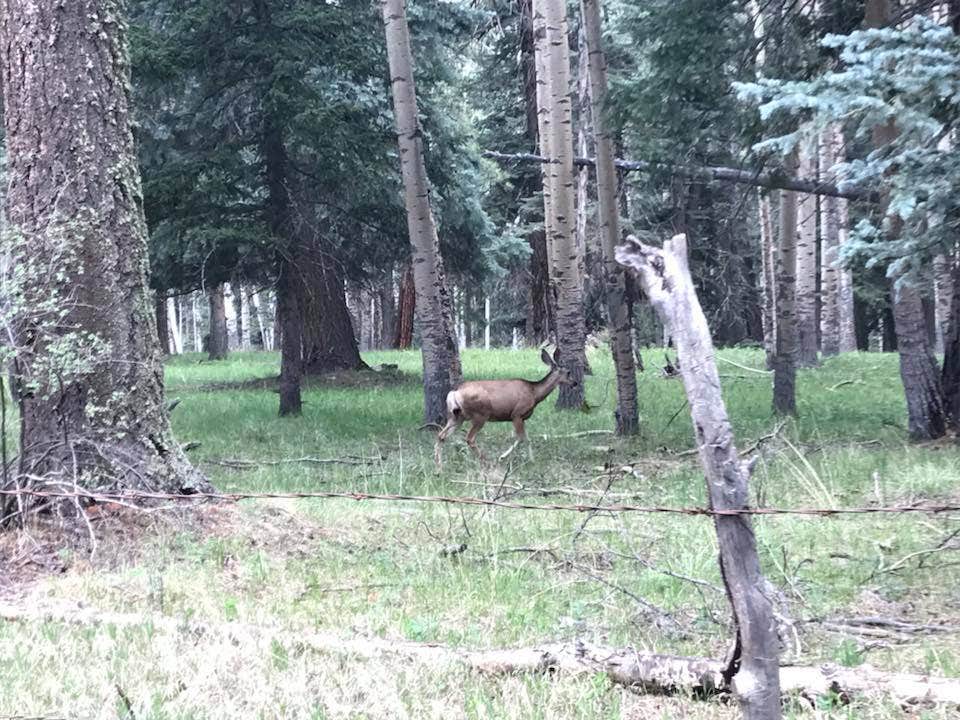 Iron Gate Campground Tererro, NM