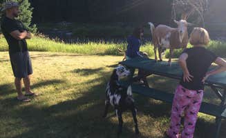 Lisa C.'s photo of camping with pets at Cinnamon Lodge & Adventures near Custer Gallatin National Forest