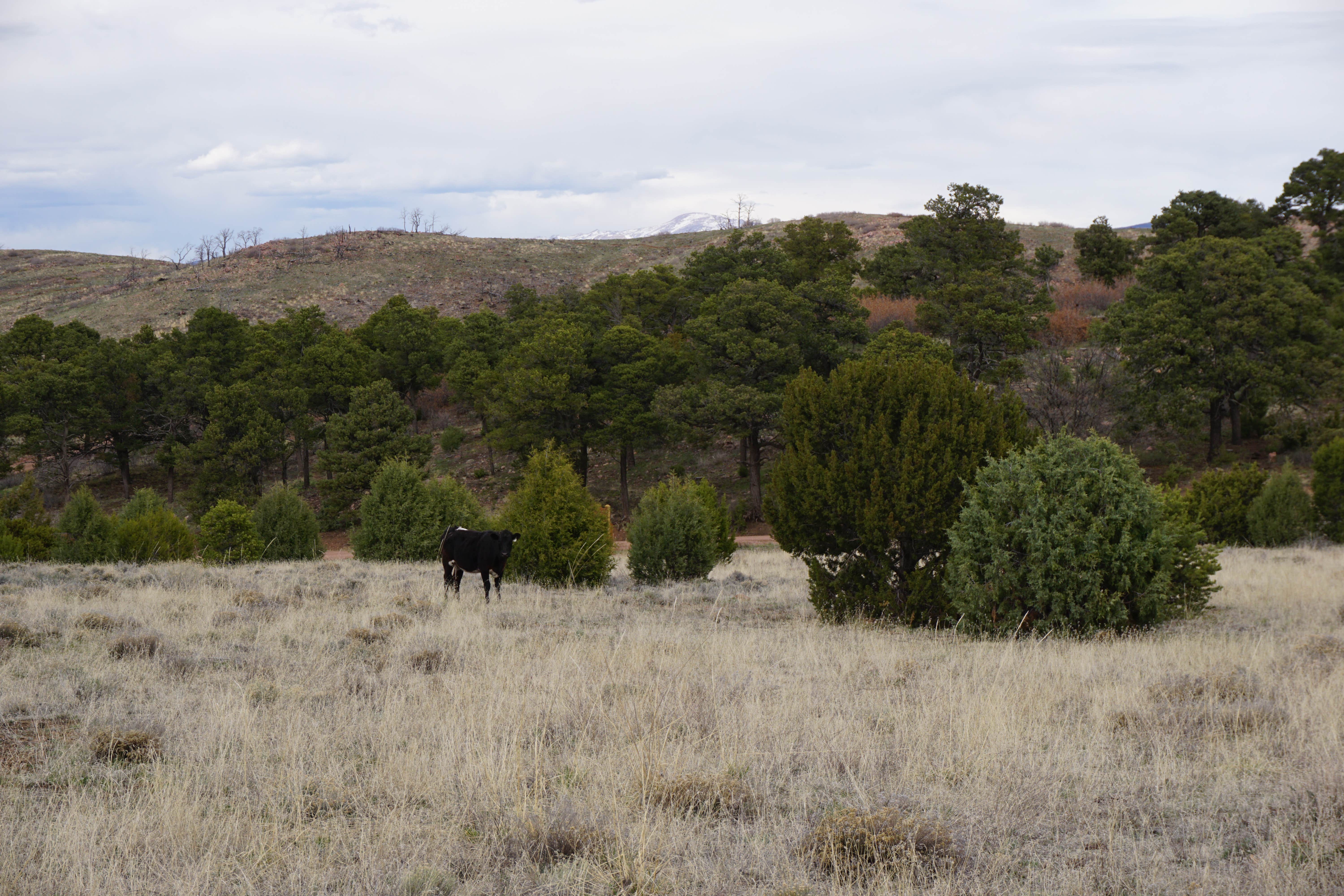 Camper submitted image from East Ridge Campground in Royal Gorge - 2