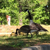 Review photo of Wind Creek State Park Campground by Belinda H., April 22, 2019