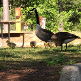 Review photo of Wind Creek State Park Campground by Belinda H., April 22, 2019