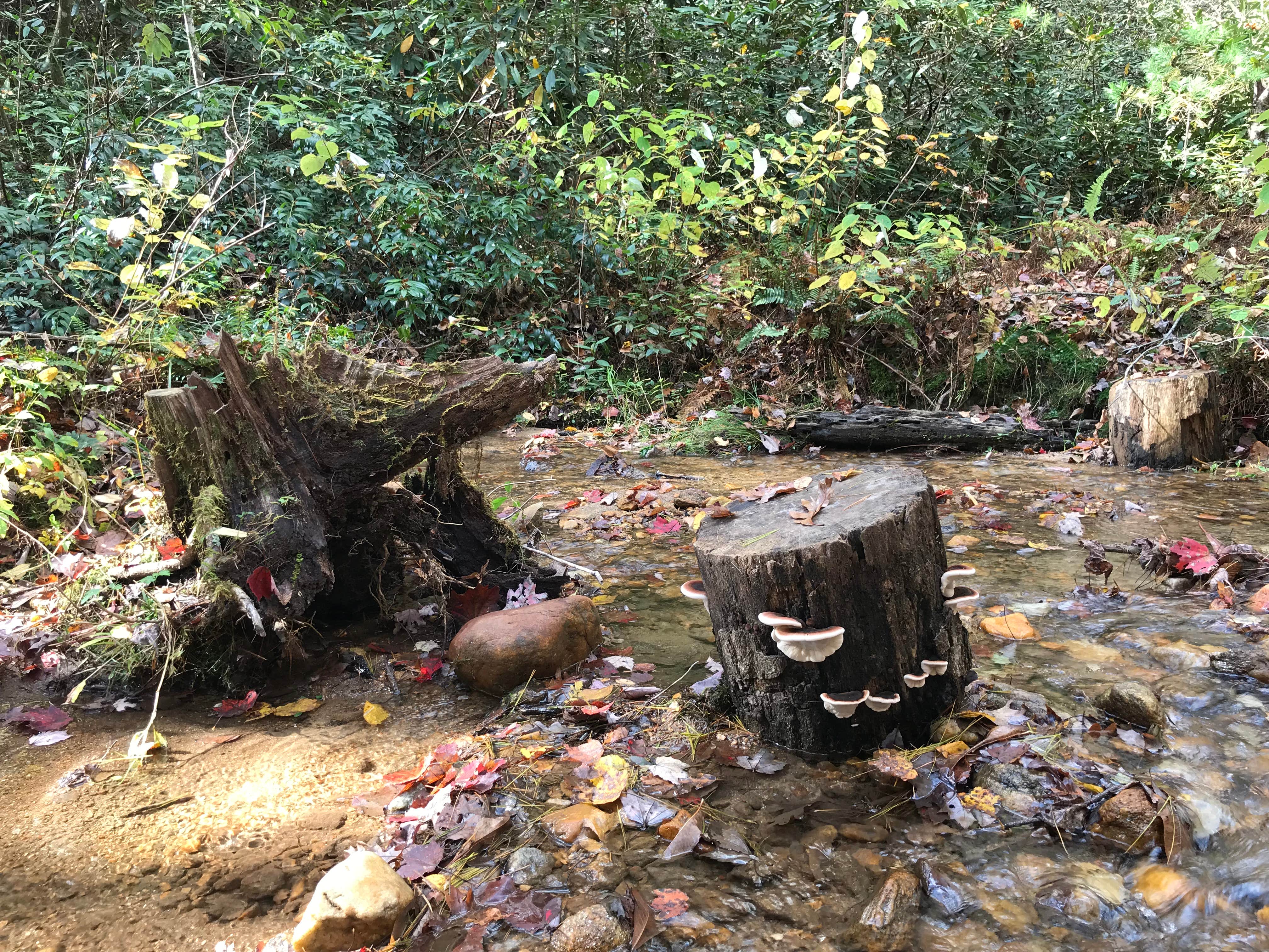 Camper-submitted photo at Burrells Ford near Balsam Grove, NC