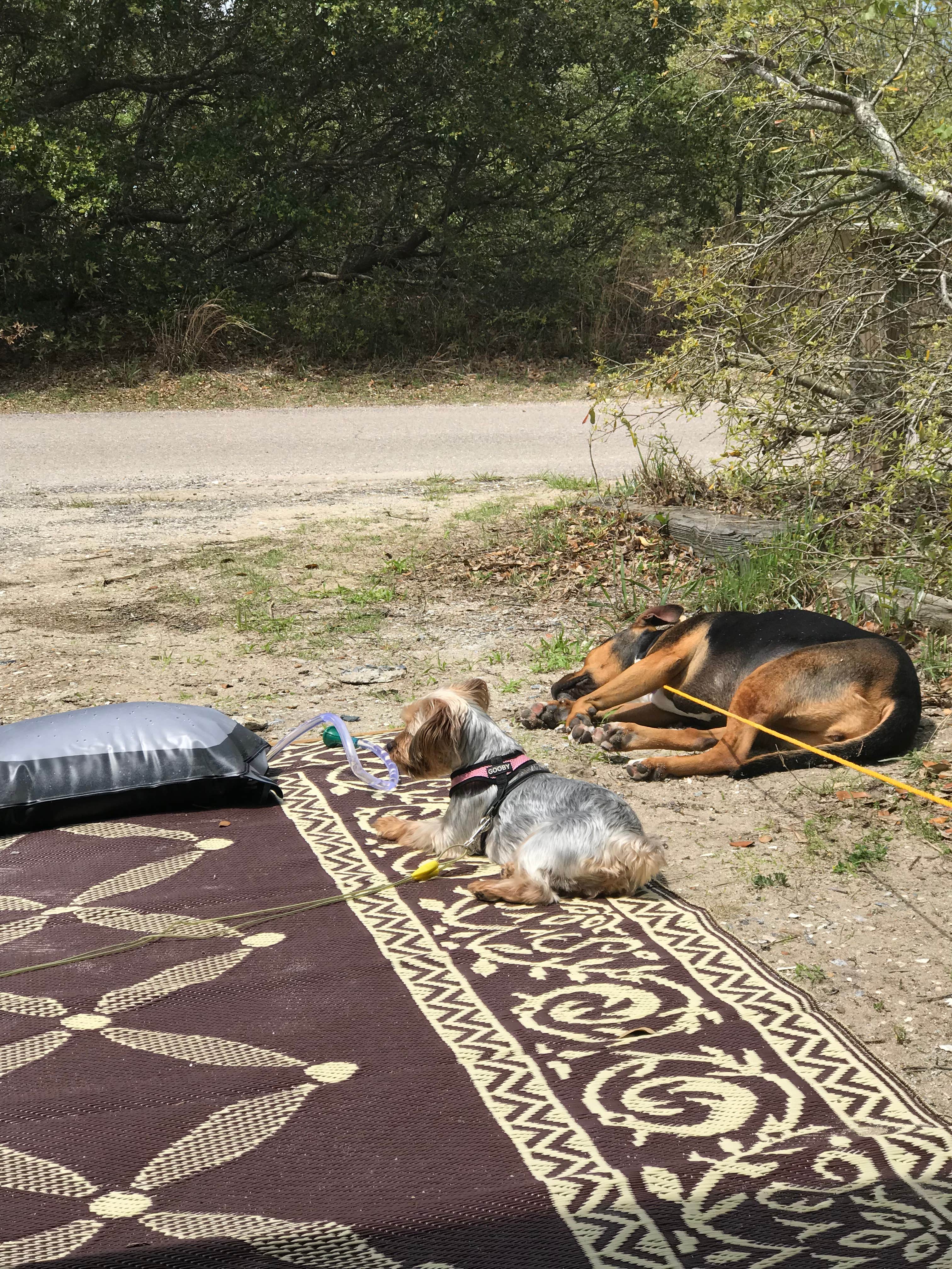 Kelly J.'s photo of camping with pets at First Landing State Park Campground near Cheriton, VA