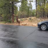 Review photo of Mather Campground — Grand Canyon National Park by Chris M., August 27, 2016