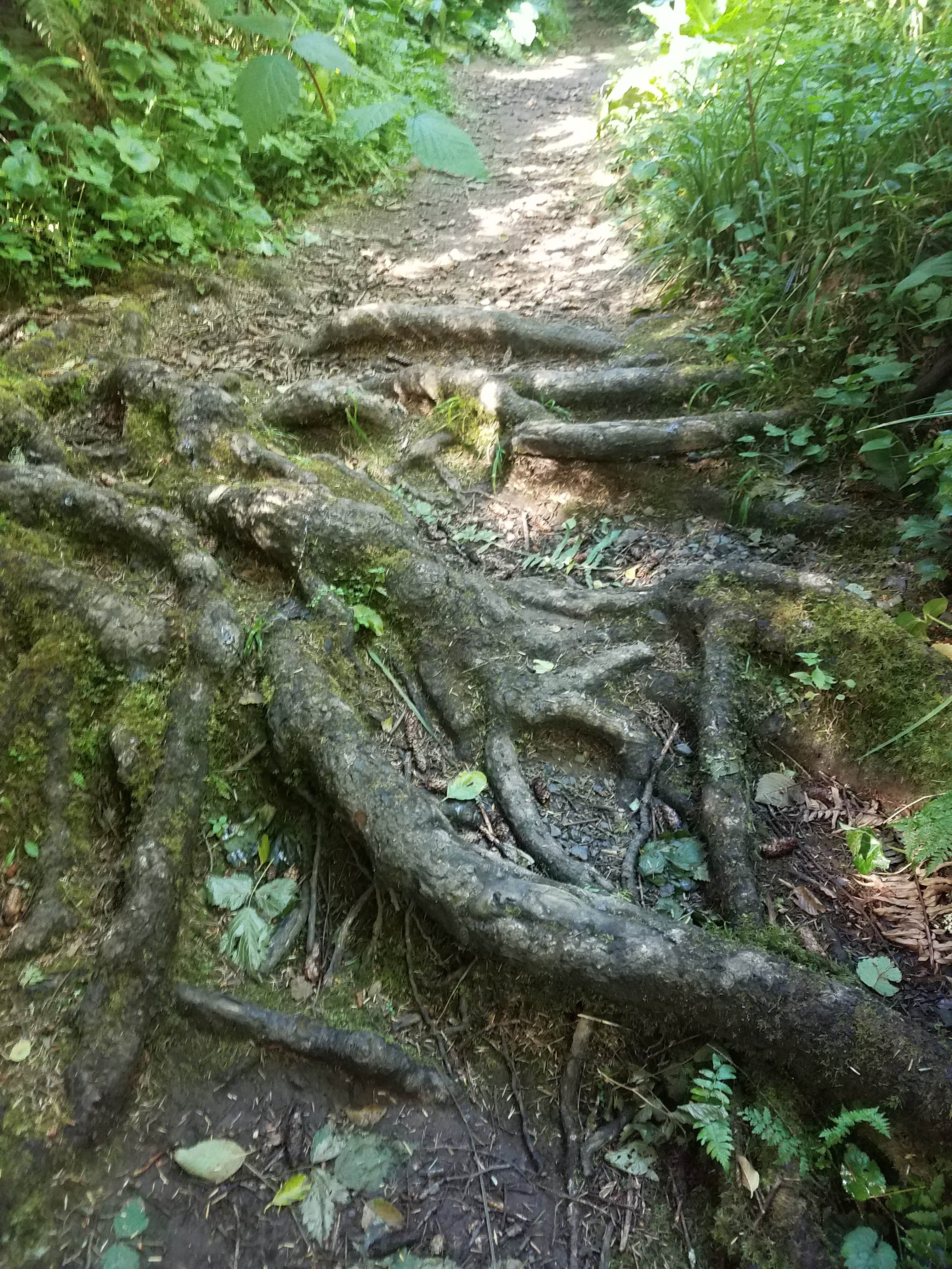 Camper submitted image from Devils Lake Campground - Deschutes National Forest - 2