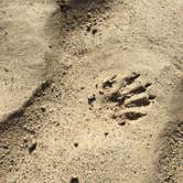 Review photo of Dunewood Campground — Indiana Dunes National Park by Jackie T., April 23, 2019