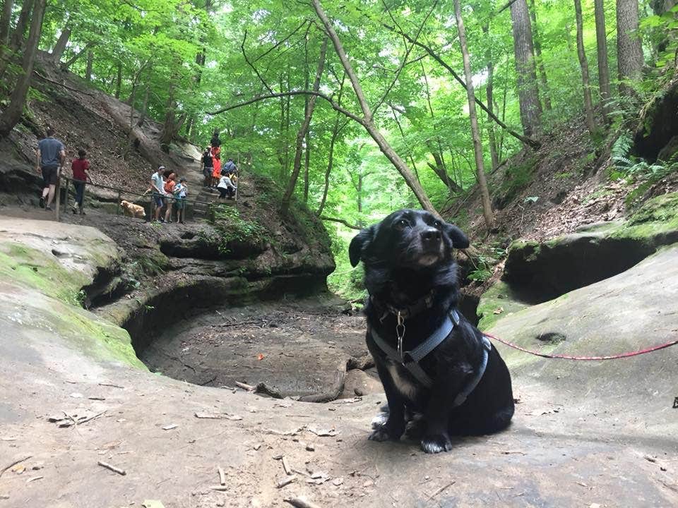 Jackie T.'s photo of camping with pets at Starved Rock Campground — Starved Rock State Park near Pontiac, IL
