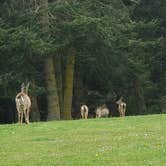 Review photo of Fort Flagler Historical State Park Campground by Marcia L., April 23, 2019