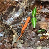 Review photo of Foster Falls Campground — South Cumberland State Park by DeWayne H., April 23, 2019