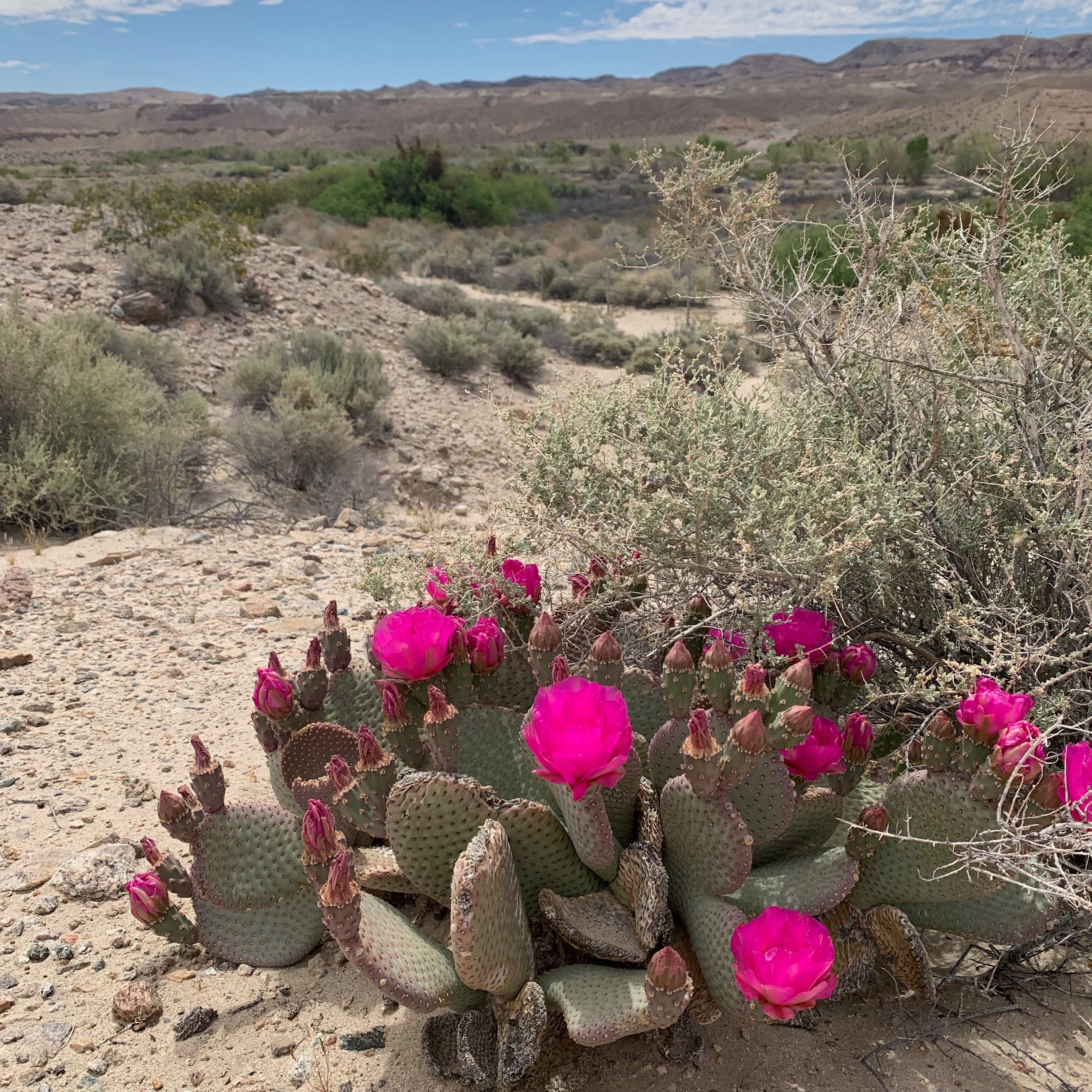Desert blooms!