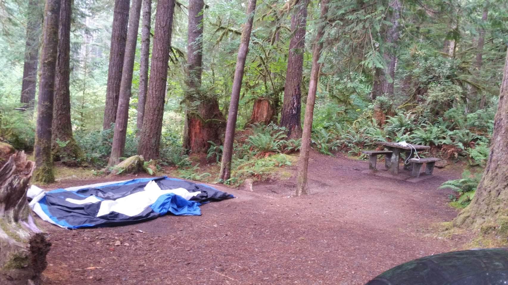 Andrea R.'s photo at Willaby Campground near Pacific Beach, WA