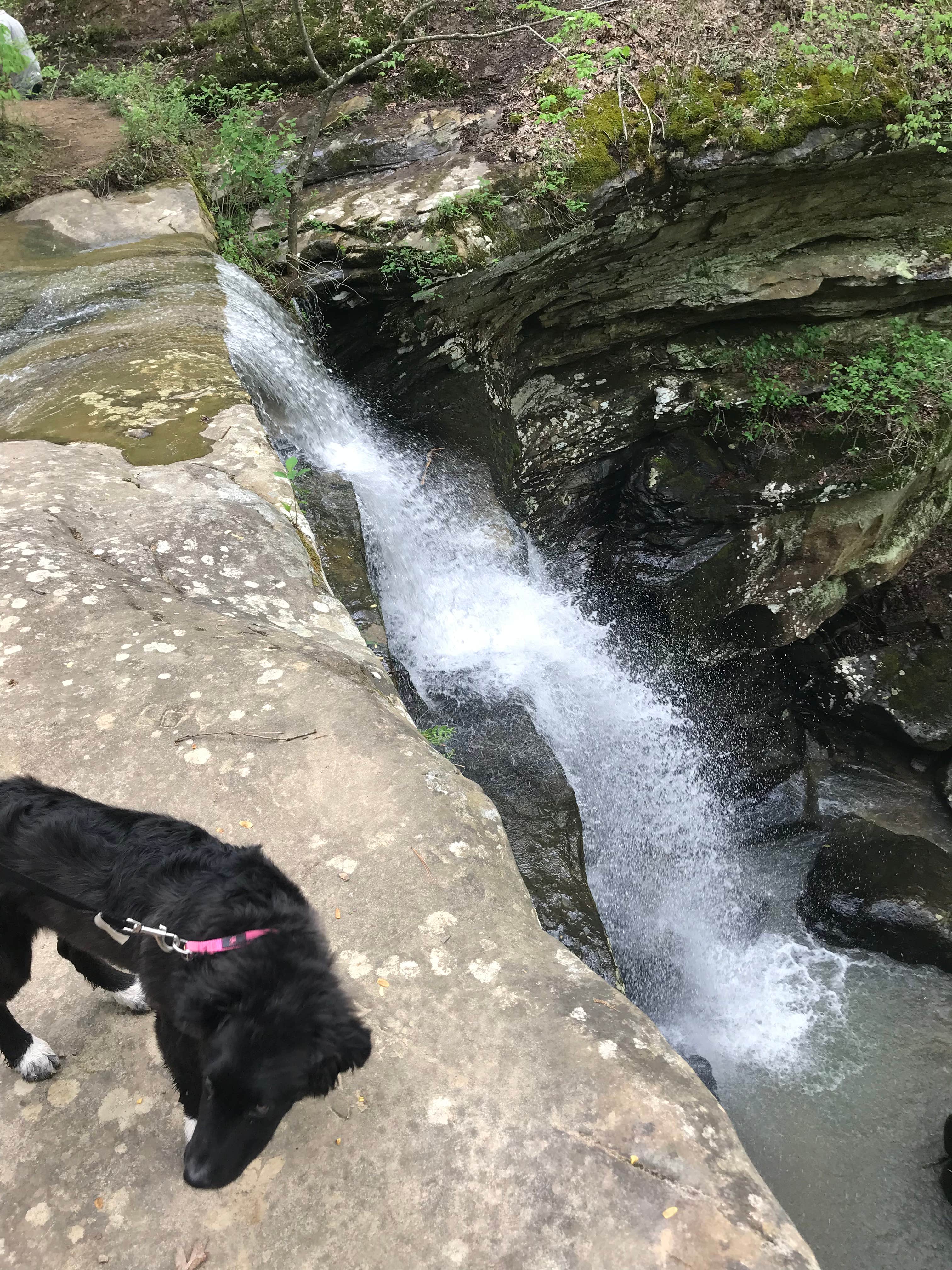 Tyler S.'s photo of camping with pets at Shawnee Forest Campground in Illinois