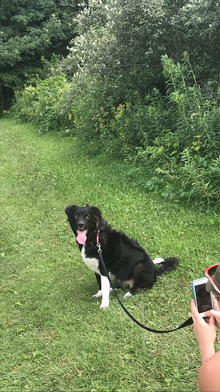 Tyler S.'s photo of camping with pets at Starved Rock Campground — Starved Rock State Park near Streator, IL