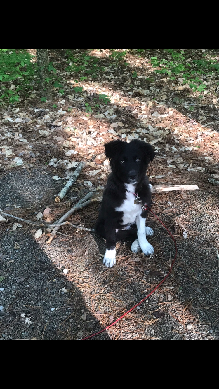Tyler S.'s photo of camping with pets at Sycamore RV Resort near Wasco, IL