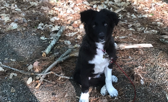 Tyler S.'s photo of camping with pets at Sycamore RV Resort near Kingston, IL