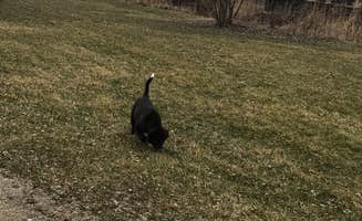 Tyler S.'s photo of camping with pets at Holiday Acres Camping Resort near Kingston, IL