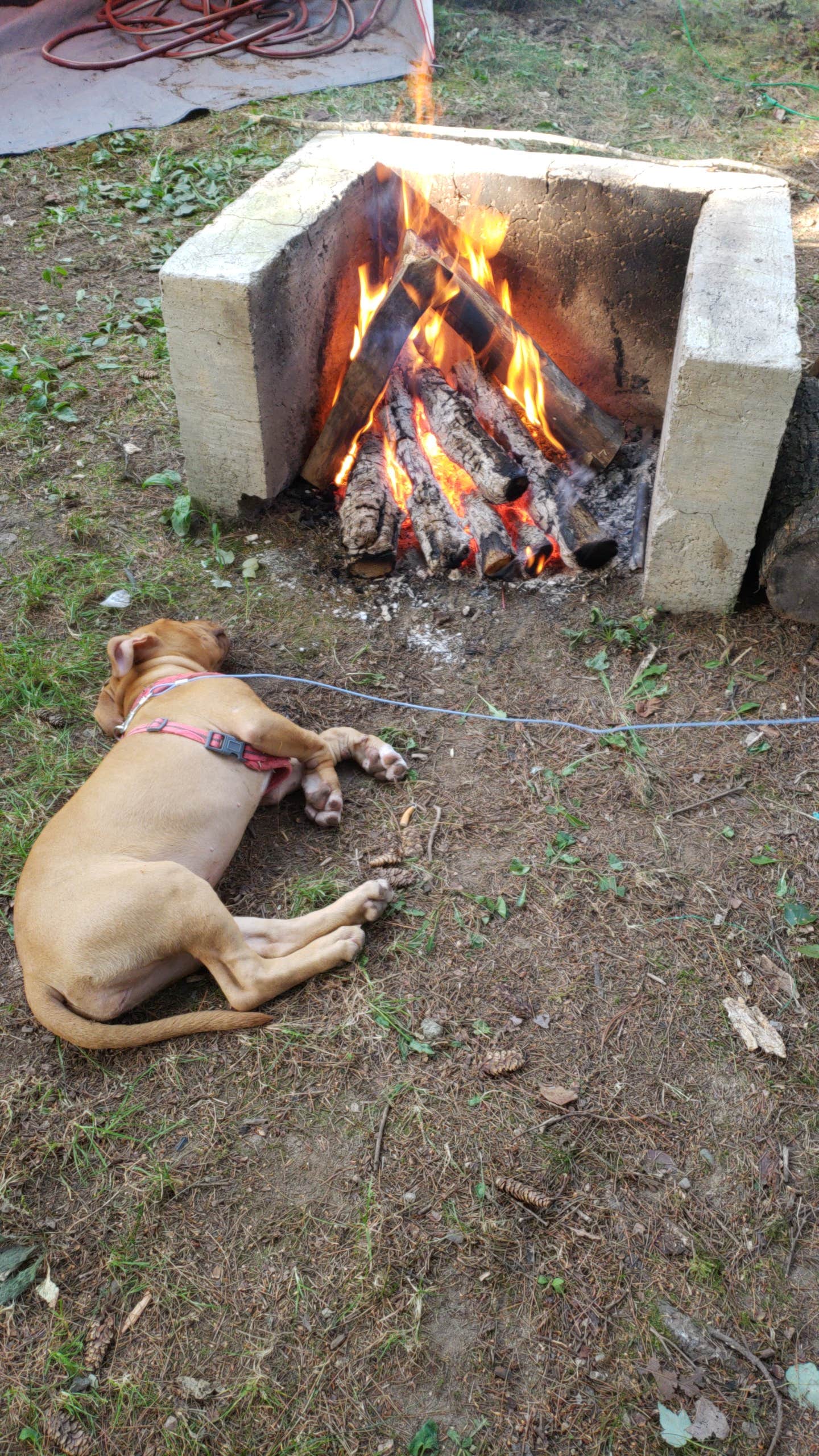 Camper submitted image from Canoe River Campground - 1