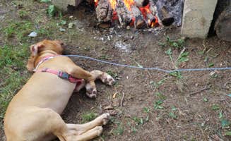 Gemma G.'s photo of camping with pets at Canoe River Campground near Kingston, MA