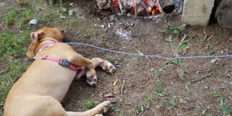 Camper submitted image from Canoe River Campground