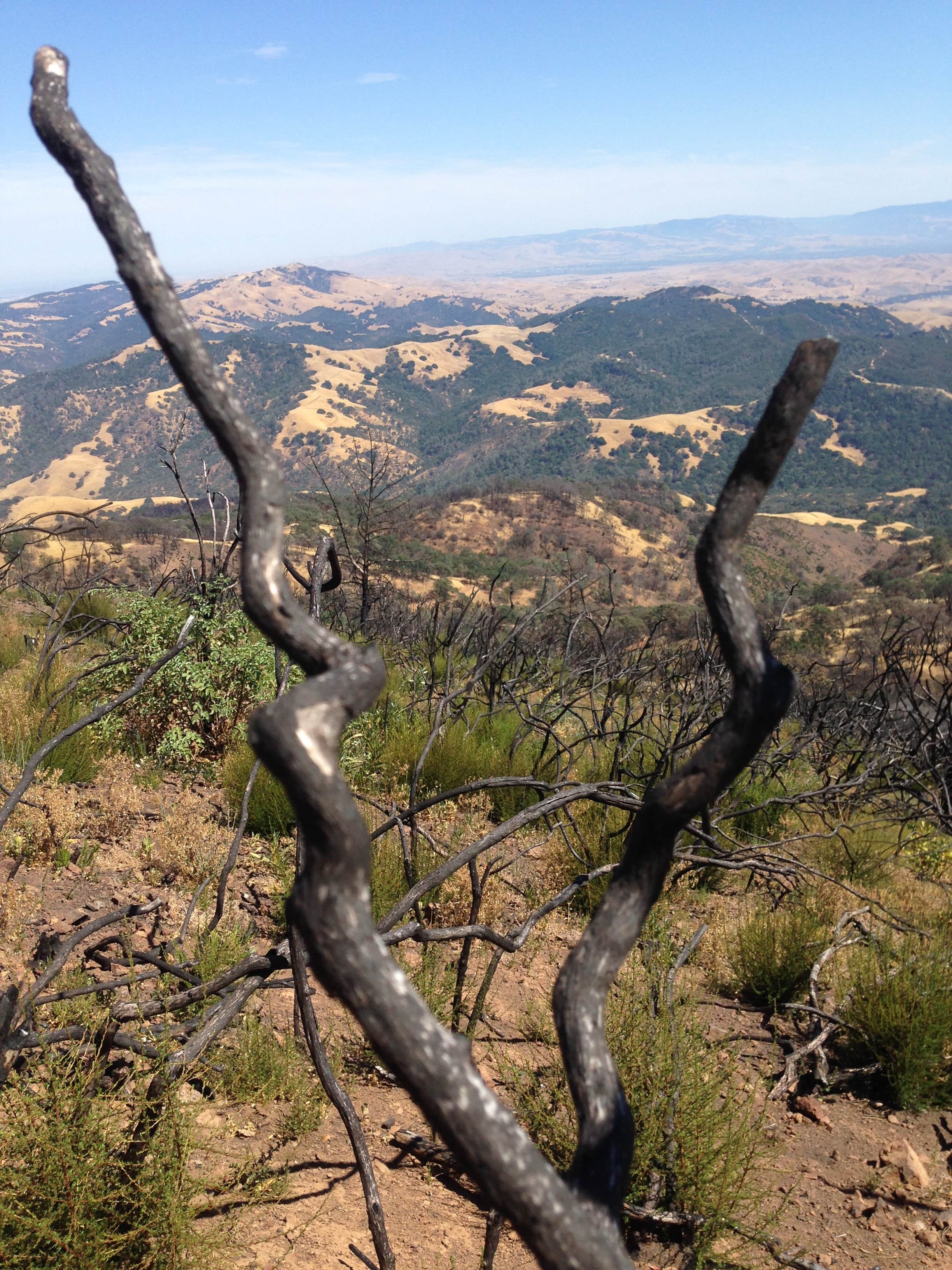 Camper-submitted photo at Live Oak Campground — Mount Diablo State Park Campground near Martinez, CA