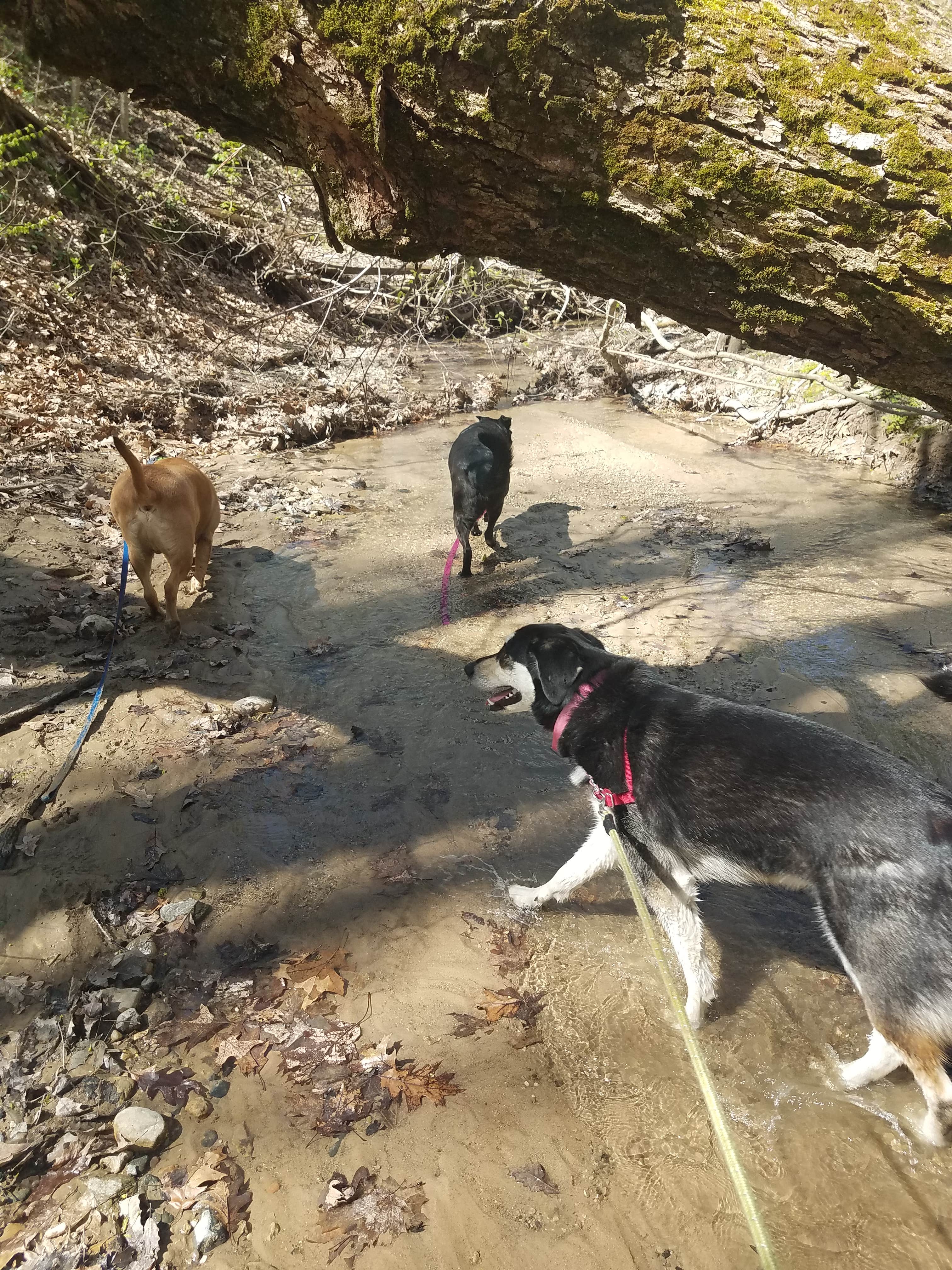 Camper-submitted photo at Fox Ridge State Park Campground near Charleston, IL