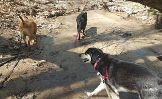 Mary O.'s photo of camping with pets at Fox Ridge State Park Campground near Lake Shelbyville