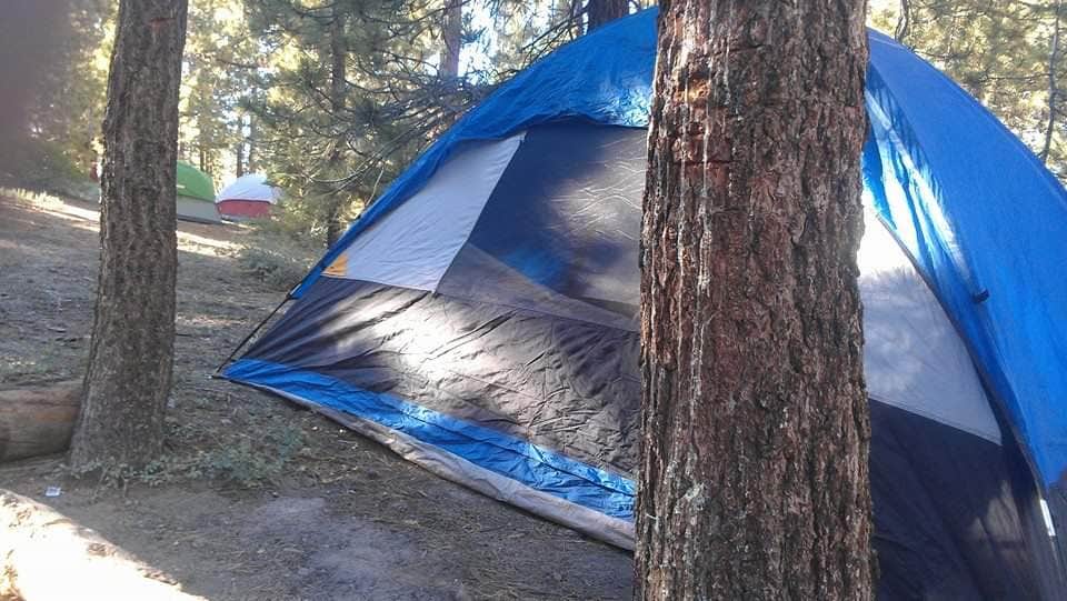 Camper submitted image from Mt. Pinos Campground - 4