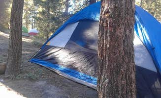 Andrea R.'s photo at Mt. Pinos Campground near Maricopa, CA