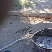 Review photo of Mt. Pinos Campground by Andrea R., April 24, 2019