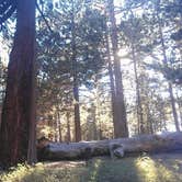 Review photo of Mt. Pinos Campground by Andrea R., April 24, 2019