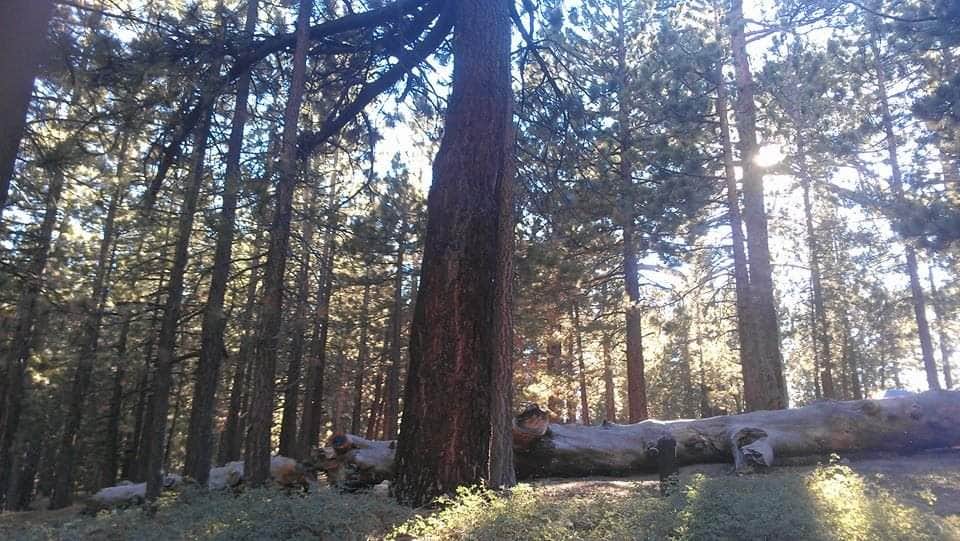 Camper submitted image from Mt. Pinos Campground - 5