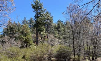 Camping near Boulder Oaks Eqst: El Prado Campground, Mount Laguna, California