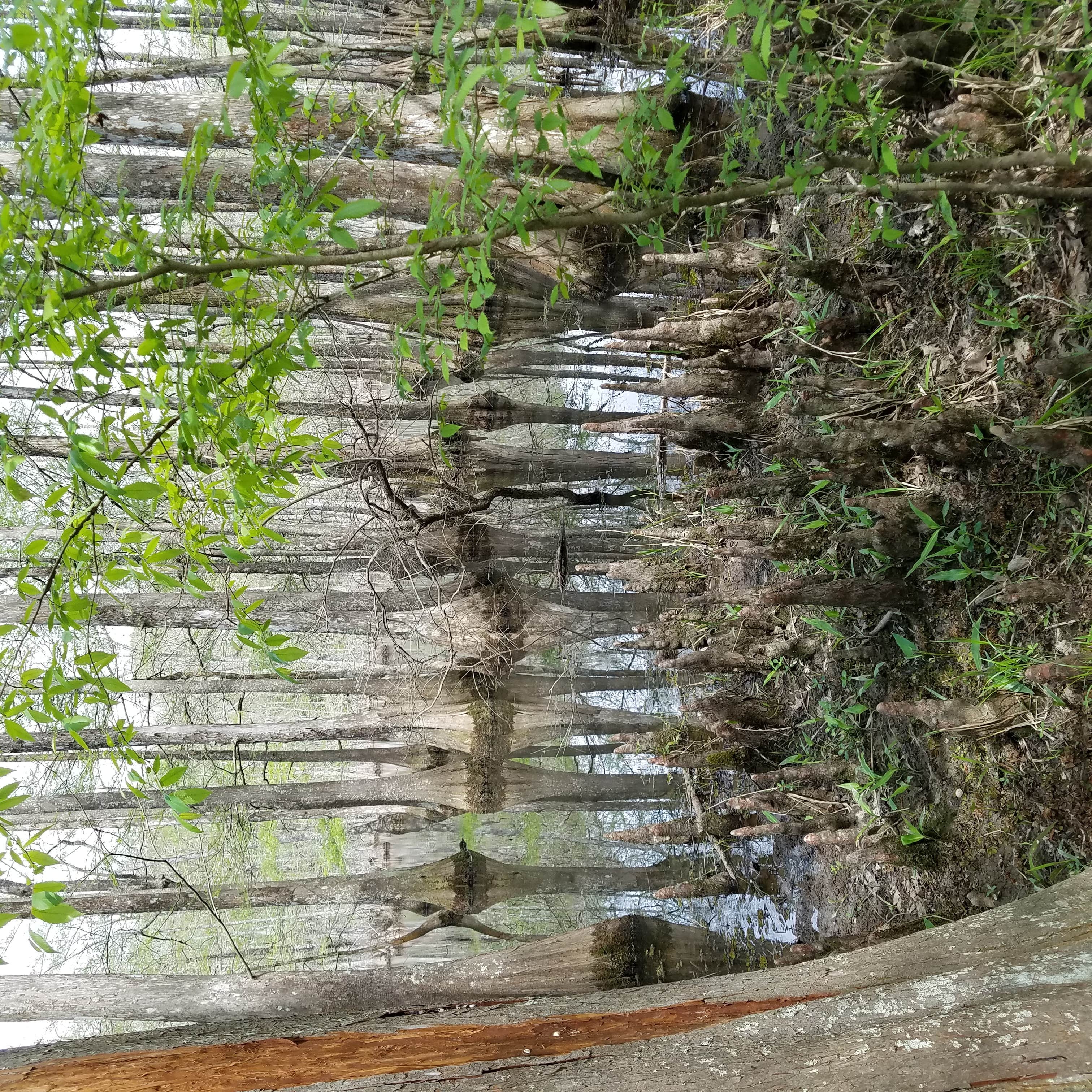 Camper-submitted photo at North Campground — Chicot State Park near Lecompte, LA