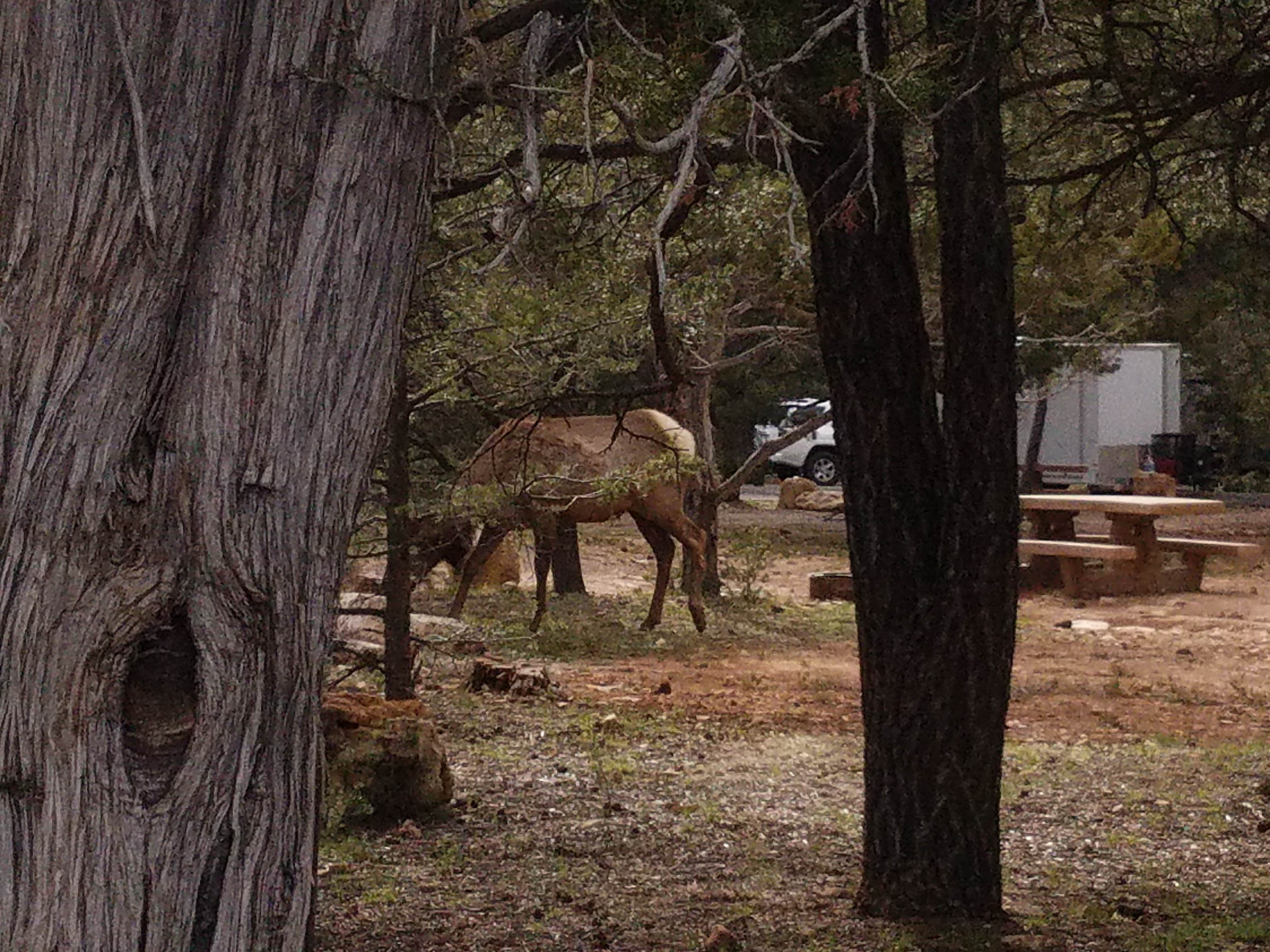 Rebecca K.'s photo of camping with a horse at Mather Campground — Grand Canyon National Park near Kaibab National Forest