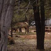 Review photo of Mather Campground — Grand Canyon National Park by Rebecca K., April 24, 2019