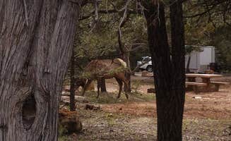 Rebecca K.'s photo of camping with a horse at Mather Campground — Grand Canyon National Park in Arizona