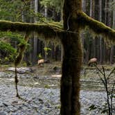 Review photo of Graves Creek Campground — Olympic National Park by Carter S., April 24, 2019