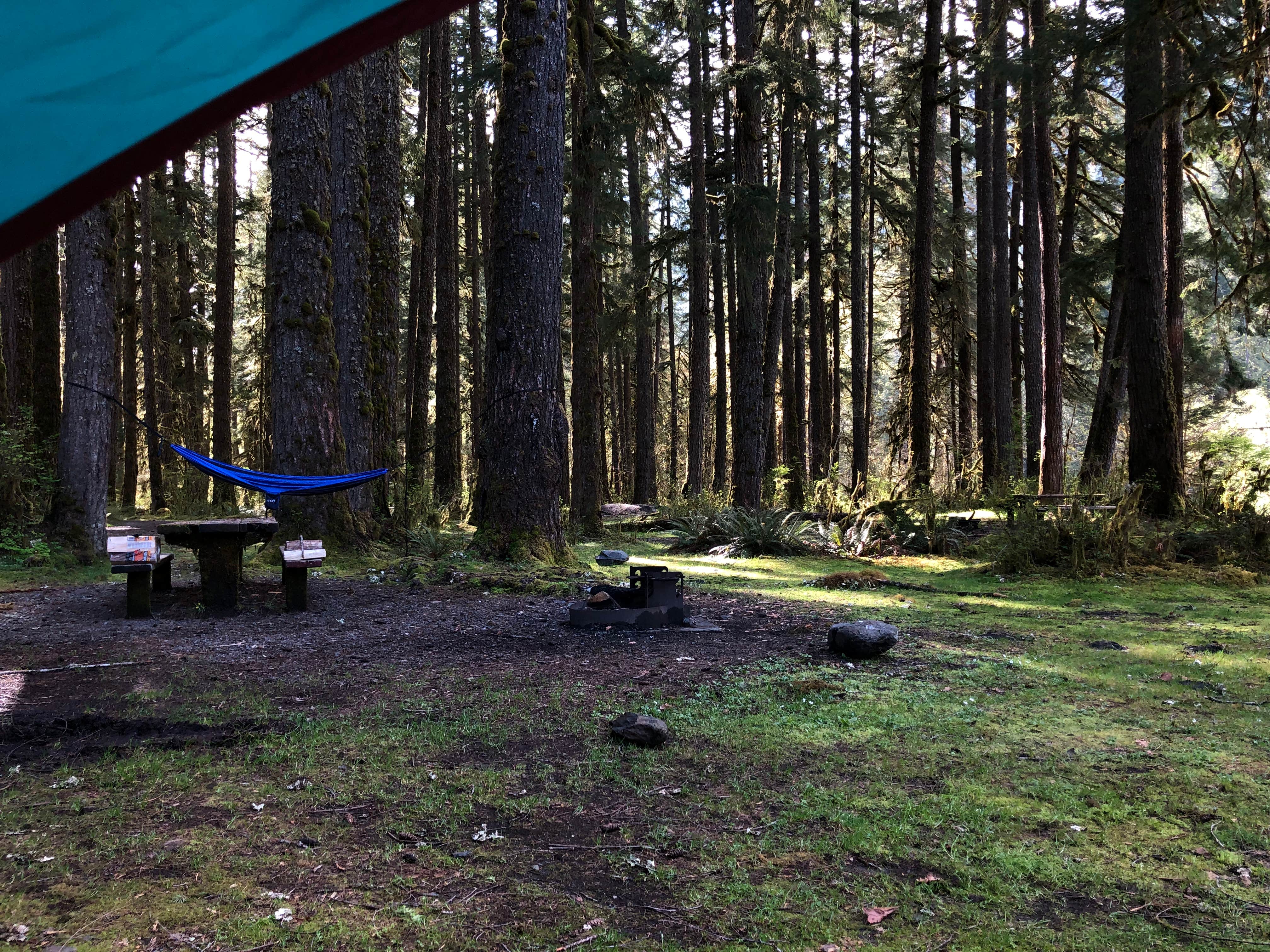 Camper submitted image from Graves Creek Campground — Olympic National Park - 4