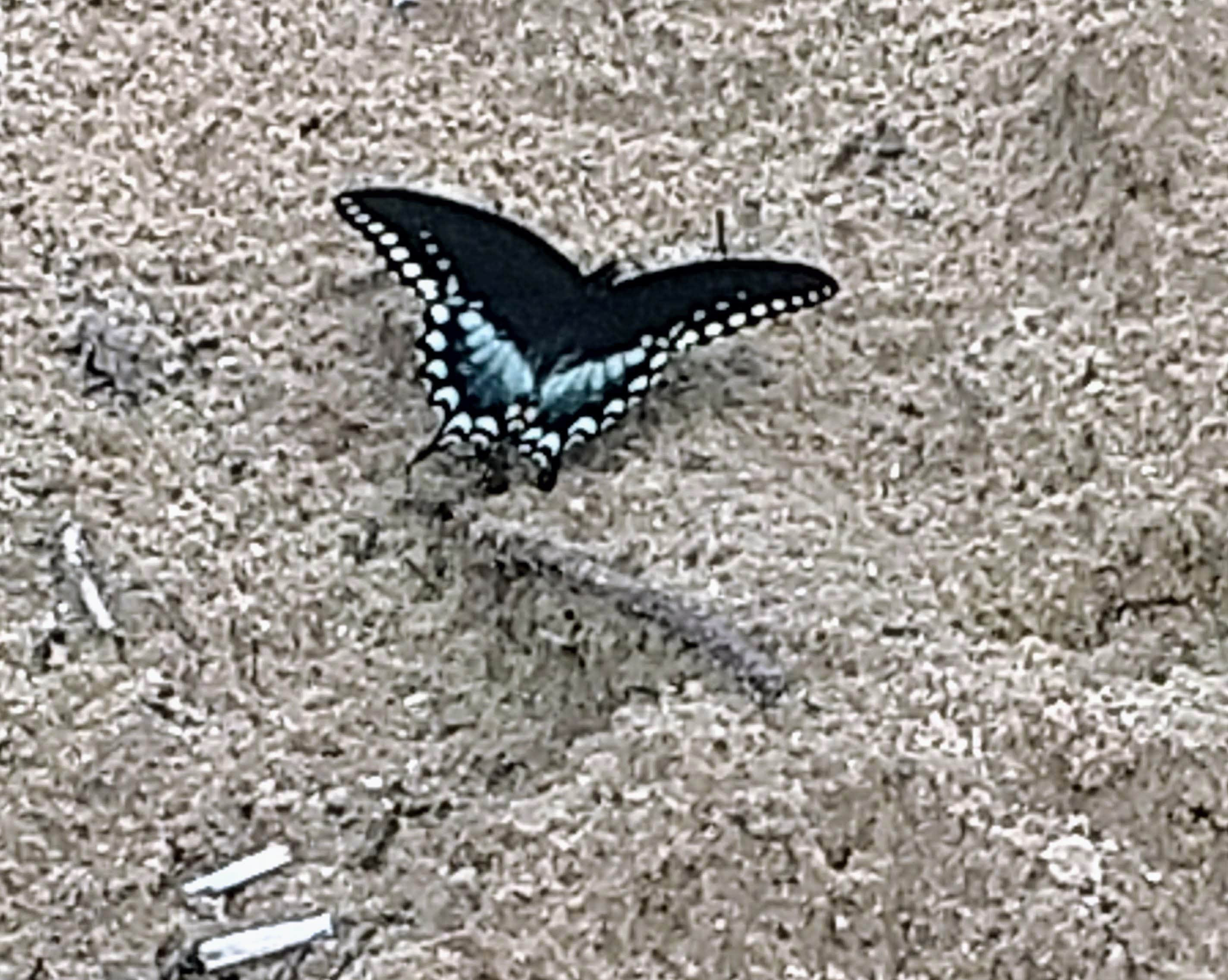 Camping near Tippy Dam State Recreation Area: Tippy Dam Road Cabins & Cmpgrd, Wellston, Michigan