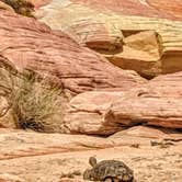 Review photo of Atlatl Rock Campgrounds - Valley of Fire State Park by Shari  G., April 25, 2019