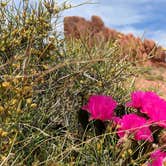 Review photo of Atlatl Rock Campgrounds - Valley of Fire State Park by Shari  G., April 25, 2019