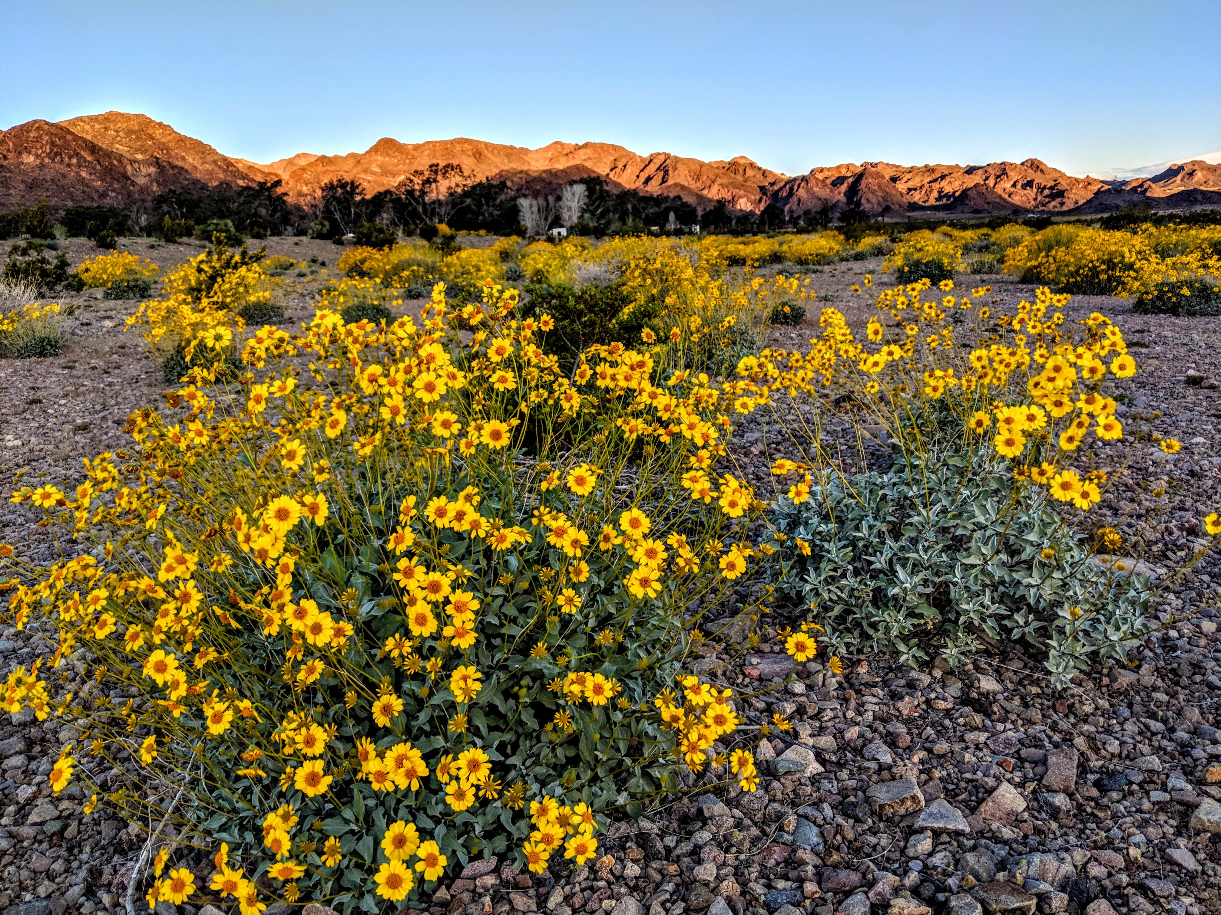 April is wildflower season across the state of Arizona!
