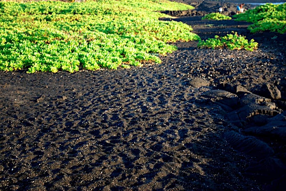 Camper submitted image from Punalu`u Beach Park - 2